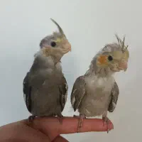 جوجه عروس هلندی یک ماه