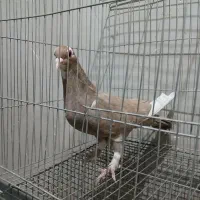 زرد پلنگ ماد|پرنده|رفسنجان, |دیوار
