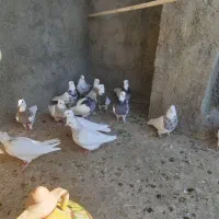 طوقی نرو ماده|پرنده|سنندج, |دیوار