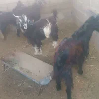 چهار کهره نرچاق وسرحال