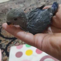 طوطی برزیلی سرلاکی