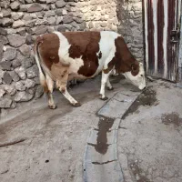 فروش گاو شیری
