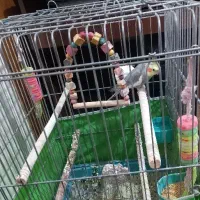 عروس هلندی|پرنده|تهران, انبار نفت|دیوار