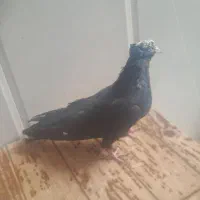 کفتر طوقی دستی و یکی جوجه دمبی نیمه دستی|پرنده|اردکان, |دیوار