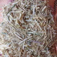 کاه گندم دیم|خدمات باغبانی و درختکاری|گرمخان, |دیوار