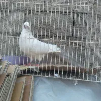 کبوتر|پرنده|رشت, کوی امام رضا|دیوار