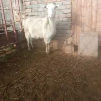 بز سانن ماده