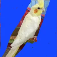 فروش عروس هلندی