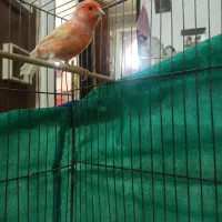 قناری نر|پرنده|زرند, |دیوار