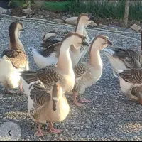 قوغاز اکراینی،افریقایی،گردن ماری