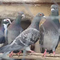 کبوتر پلاکی وسیاپلنگ