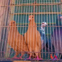 زردکرمونیجوجه|پرنده|کاشمر, |دیوار