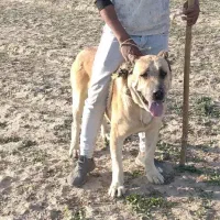 سگ گله