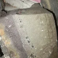 اشخار انگور ،کشمش