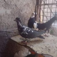 نرسوراخ وماده گلی