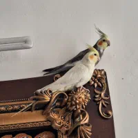 عروس هلندی جفت نر و ماده