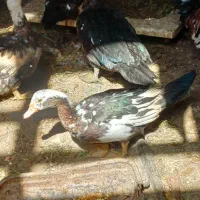 اردک اسرائیلی  تک جوجه جفت  و غوغاز|حیوانات مزرعه|الوند, |دیوار