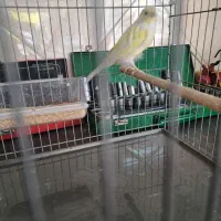 ماده کوپال|پرنده|قم, انسجام|دیوار