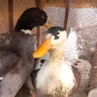 فروش حیوانات خانگی|حیوانات مزرعه|زابل, |دیوار