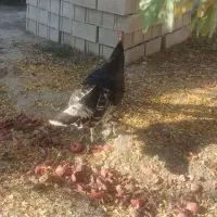 بوغلمون|حیوانات مزرعه|گنبد کاووس, |دیوار