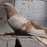 کفتر نقش کمیاب