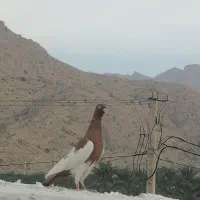 یک عدد کبوتر یهود سرخ