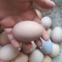 تخم مرغ محلی