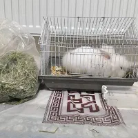 خرگوش لوپ نر|موش و خرگوش|کرمانشاه, |دیوار