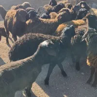 فروش 30راس بره نرقزل افشارمناسب پرواری