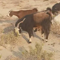 فروش ۱۰پازن|حیوانات مزرعه|آبدان, |دیوار