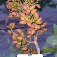 فروش-فوری-باغ-در-گلفرج-منطقه-آزاد-ارس-حصار-شده