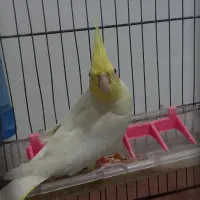 طوطی عروس لوتینو|پرنده|رشت, یخسازی|دیوار