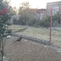 خروس آمریکایی|حیوانات مزرعه|محمدبار, |دیوار