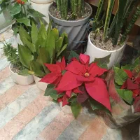 خوشکشویی نازگل شستشو انواع پتو پرده وانواع لباس