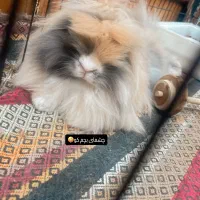 خرگوش لپ بامزه