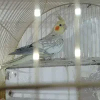 عروس هلندی نر و ماده|پرنده|زاهدان, |دیوار