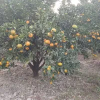 فروش مرکبات