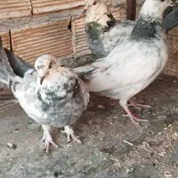 کبوتر اصفهانی