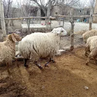 قوچ|حیوانات مزرعه|آشخانه, |دیوار