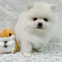 توله پامرانین خرسی اصیل|سگ|مشهد, حسینآباد|دیوار