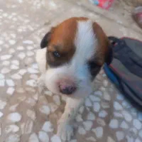 توله سگ آلابای