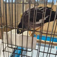 مرغ مینا سخنگو|پرنده|اصفهان, مولوی|دیوار