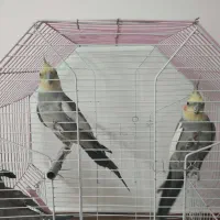 سه تا عروس هلندی نر وسخنگو