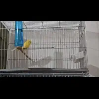 قناری یلو فکتور خارجی نر بخون