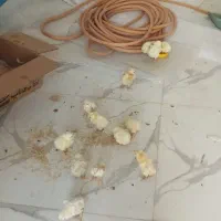 جوجه گوشتی
