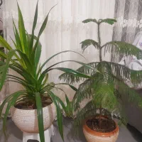 گل کاج مطبق و سانسوریا