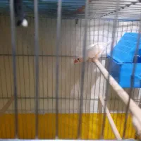 فنچ مولدجوان|پرنده|شاهرود, |دیوار