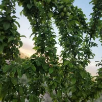 فروش-قطعات540متری-باغچه-سنددار-کیکاور-اصغرآباد