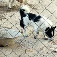 سگ پاکوتاه نر سیاه و سفید