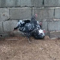 فروش خروس و ۳ مرغ اصیل گلین لری جوان